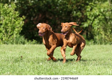 Two Cheerful Hungarian Vizsla Puppies Play Outdoors