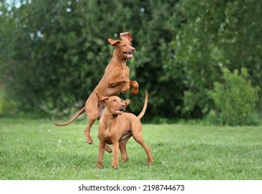 Two Cheerful Hungarian Vizsla Puppies Play Outdoors