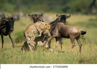 Two Cheetah Attack Blue Wildebeest By Others