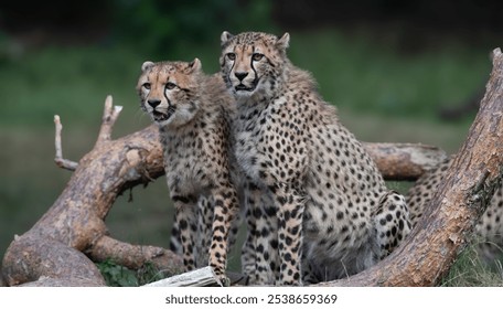 The two cheetah cubs perched on a tree branch in a grassy landscape. - Powered by Shutterstock