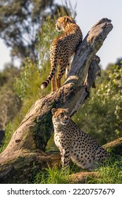 Two Cheetahs (Acinonyx jubatus) around a tree. They are considered the world’s fastest land animal and are native to Africa and central Iran. - Shutterstock ID 2220757679