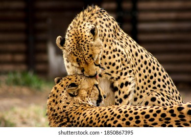 Two Cheetahs At Denver Zoo