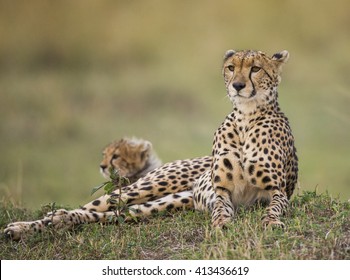 3,478 Two cheetahs Images, Stock Photos & Vectors | Shutterstock