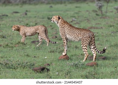 Two Cheetahs On The Lookout