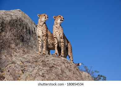 Two Cheetahs On A Rock