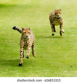 Two Cheetahs Running On Green Grass