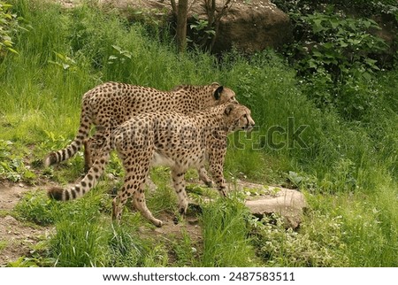 Two cheetahs waiting to be fed at the Philadelphia Zoo