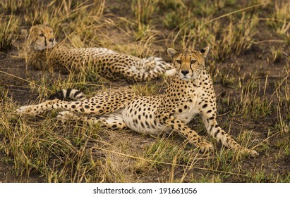 Two Cheetas Serengeti Stock Photo 191661056 | Shutterstock