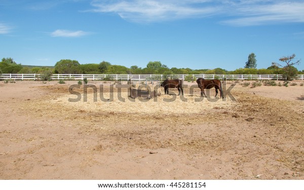 Two Chestnut Brown Horses Hay Feeder Stock Photo Edit Now 445281154