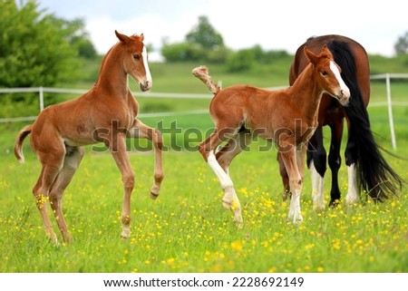 two chestnut foals jumping behind a gray mare against a green meadow