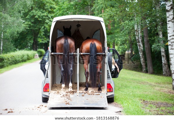 Two chestnut horses standing in trailer waiting\
for competition. Summertime outdoors horizontal image. View from\
backside