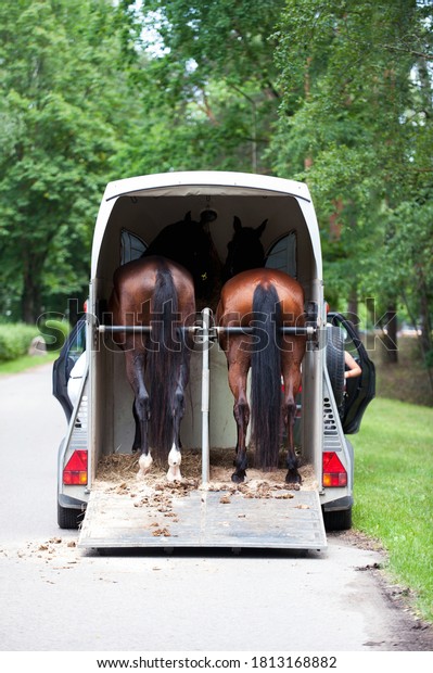 Two chestnut horses standing in trailer waiting\
for competition. Summertime outdoors vertical image. View from\
backside