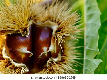 Two chestnuts inside the shell