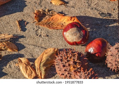 Two Chestnuts On The Street.