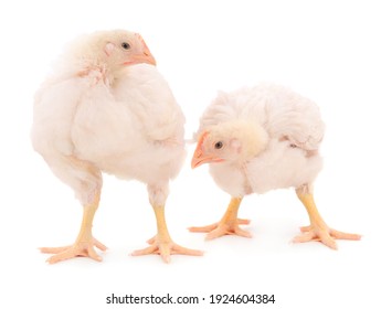 Two chicken or young broiler chickens on isolated white background.