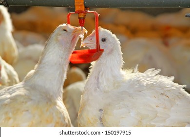 Two Chickens Are Drinking Water, In A Chicken Farm, North China