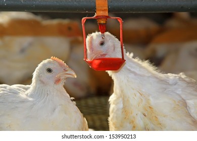 Two Chickens Are Drinking Water, In A Chicken Farm, North China