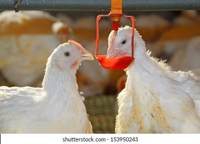 Two Chickens Are Drinking Water, In A Chicken Farm, North China