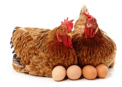 Two Chickens And Eggs Isolated On A White Background.