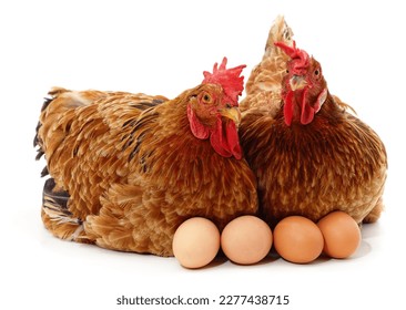 Two chickens and eggs isolated on a white background.