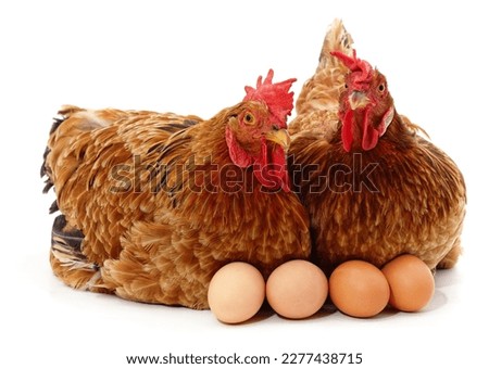 Two chickens and eggs isolated on a white background.