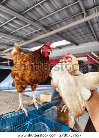 Two Chickens Facing Each Other Brown and White Hen Close Up