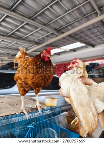 Two Chickens Facing Each Other Brown and White Hen Close Up