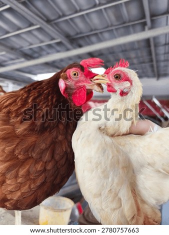 Two Chickens Facing Each Other Brown and White Hen Close Up