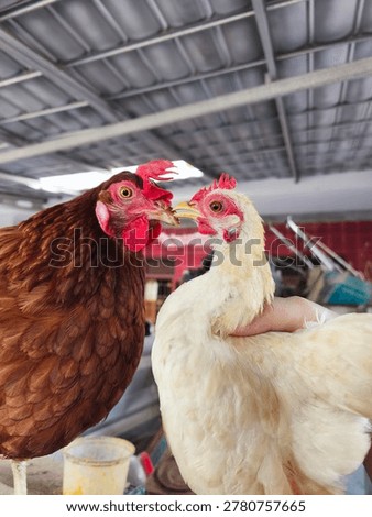 Two Chickens Facing Each Other Brown and White Hen Close Up