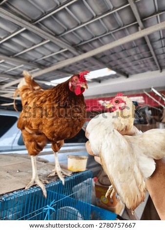 Two Chickens Facing Each Other Brown and White Hen Close Up