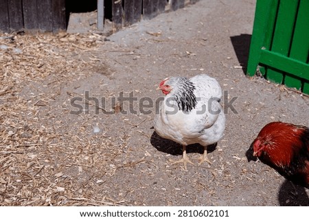 Two Chickens in a Farmyard Setting Under Bright Sunlight