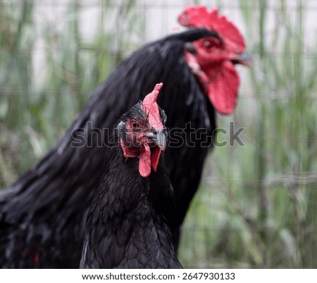 Two chickens standing next to each other. One is black and the other is red. The black chicken is looking at the camera