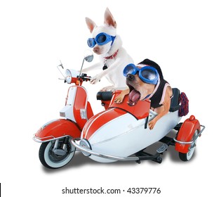 Two Chihuahuas In A Scooter And Sidecar