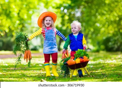 Two Children Picking Fresh Vegetables On Organic Bio Farm. Kids Gardening And Farming. Autumn Harvest Fun For Family. Toddler Kid And Preschooler Play Outdoors. Healthy Nutrition For Child And Baby.