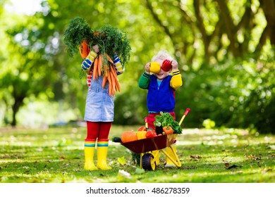 Two Children Picking Fresh Vegetables On Organic Bio Farm. Kids Gardening And Farming. Autumn Harvest Fun For Family. Toddler Kid And Preschooler Play Outdoors. Healthy Nutrition For Child And Baby.