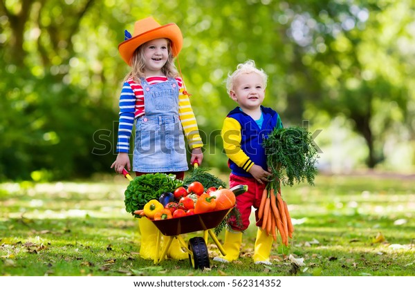 Two Children Picking Fresh Vegetables On Stock Photo (Edit Now) 562314352