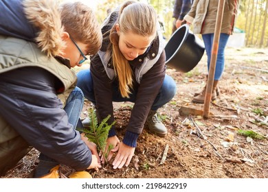 Two children plant a tree in the forest during a reforestation campaign on a forest school day