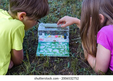 Two Children Watching Ants In An Ant Farm In Nature