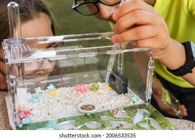 Two Children Watching Ants In An Ant Farm In Nature