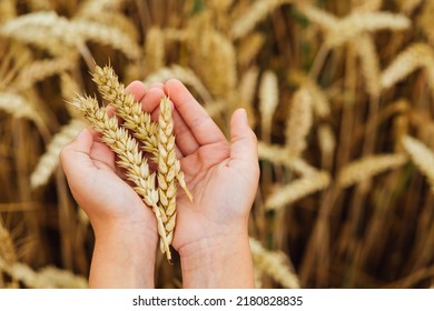 two child's hands holding three wheat ears, horizontal background - Powered by Shutterstock