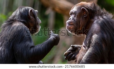 Two chimpanzees apparently having a conversation using hand gestures