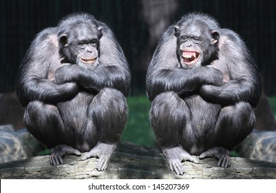 Two chimpanzees have a fun.