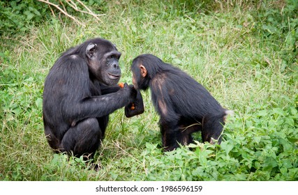 Two Chimpanzees Talking To Each Other