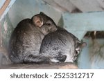 Two chinchillas at the Clonfert Farm in Maynooth, Ireland. 