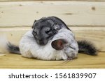 two chinchillas sleeping on a wooden board, gray and white chinchillas sleeping turning into a ball