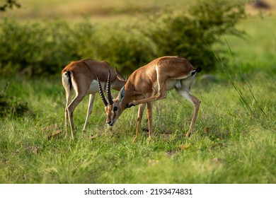 Two Chinkara Indian Gazelle Antelope Animal Pair Eyes Expression Grazing Grass In Monsoon Green Wildlife Safari At Ranthambore National Park Forest Reserve Rajasthan India Asia - Gazella Bennettii