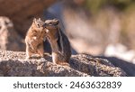 Two chipmunks on a rock, whispering. Concept of gossip with two wild chipmunks. 