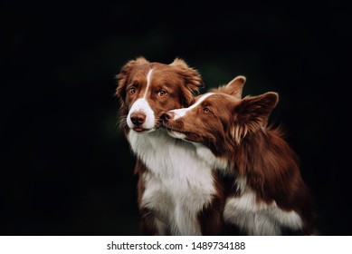 Two Chocolate Border Collie Dogs Kissing 