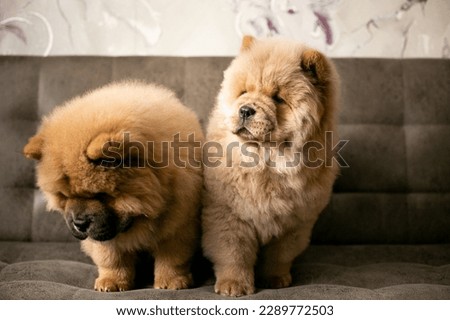 two chow chow puppies are sitting on the couch. Purebred red dog chow-chow Сток-фото © 