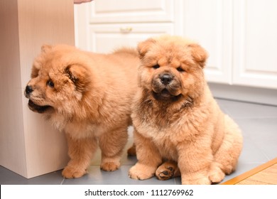 Two Chow Chow Puppy In The House. Purebred Red Dog Chow Chow Puppies